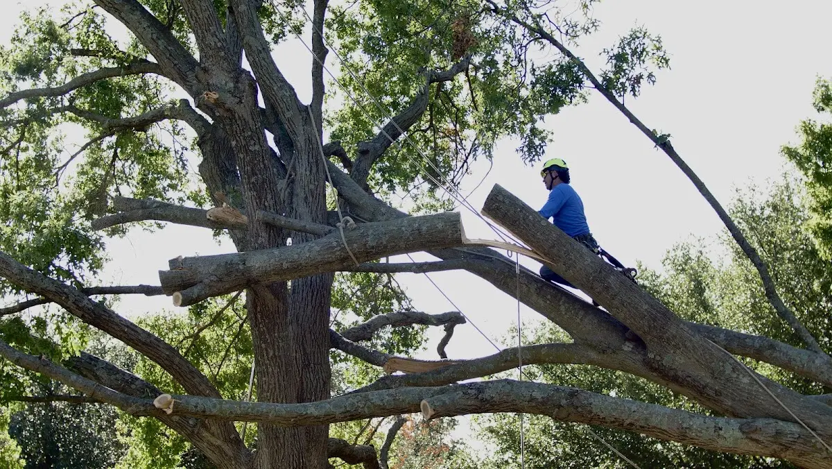 Professional Hazardous Tree Removal performed by certified arborists in Noblesville