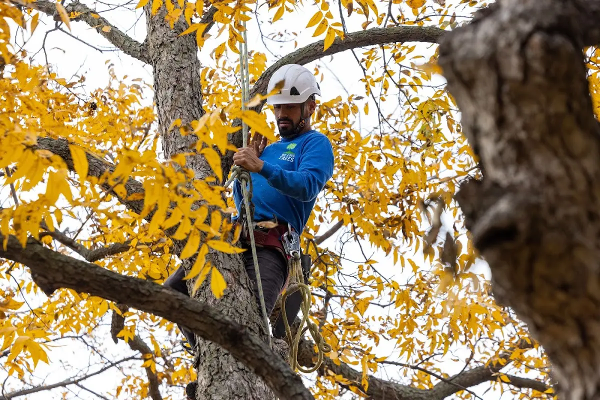 Skilled Tree Transplanting crew working in Noblesville